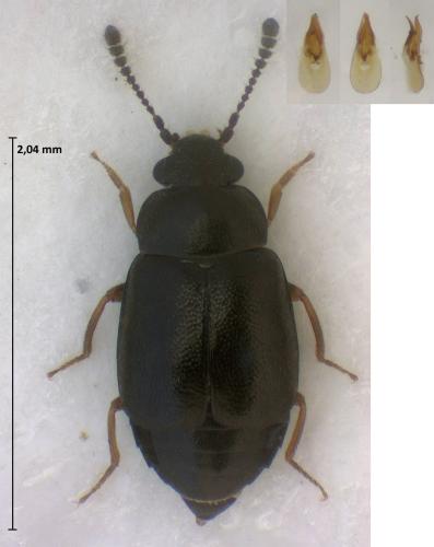 Proteinus angulatus